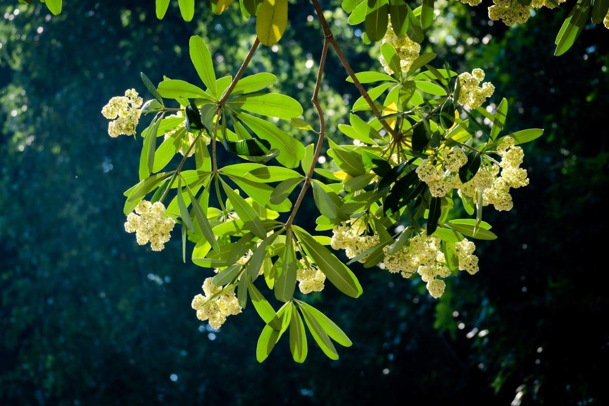 hongdang3.jpg