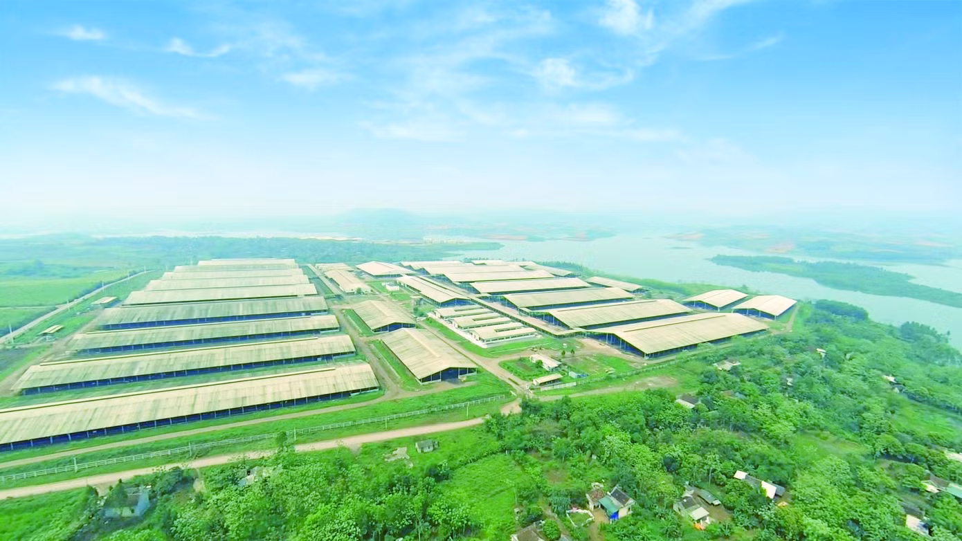 Toàn cảnh cụm trang trại tập trung ứng dụng công nghệ cao với quy trình sản xuất khép kín quy mô lớn nhất thế giới của Tập đoàn TH.