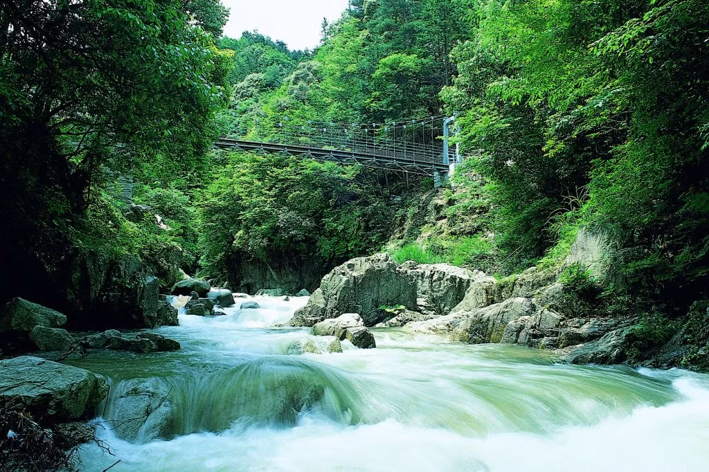 Dòng suối Nibukawa len giữa những triền rừng của thung lũng Nibukawa (Nguồn ảnh: Tỉnh Ehime)