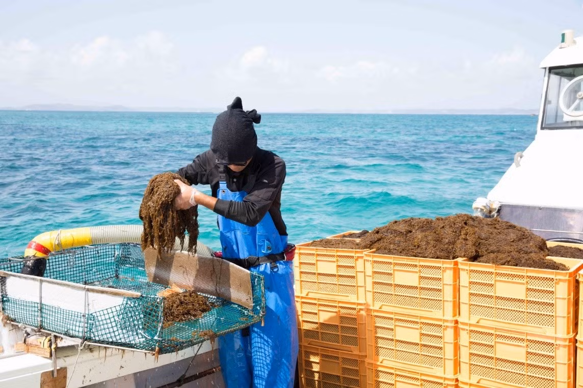 Thu hoạch tảo nâu Mozuku ở vùng biển Okinawa. Ảnh: Công ty TNHH Umi No Shizuku
