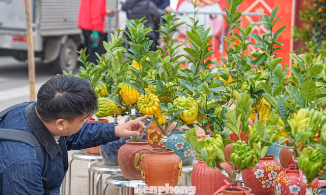 Phật thủ bonsai mini giá nửa triệu hút khách 