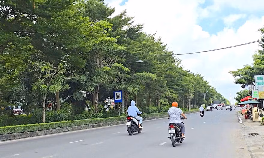 Cần Thơ kiểm tra lại các dự án liên quan Công ty Cây xanh Công Minh