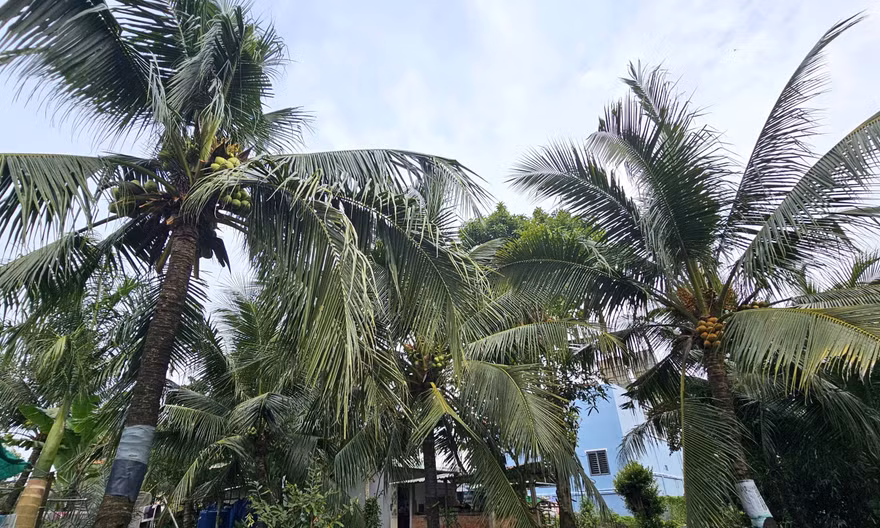Nghi án chồng giết vợ rồi trèo lên cây dừa trốn