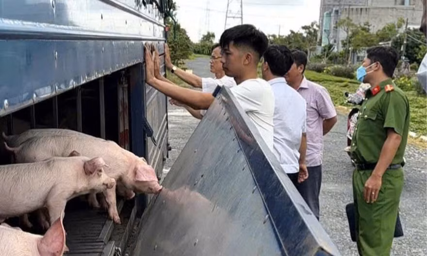 Phát hiện xe tải chở 54 con lợn mắc dịch tả lợn châu Phi