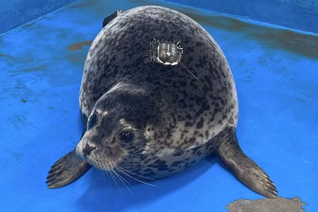 hai-cau-non.jpg