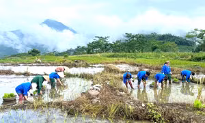 Tuổi trẻ Phú Thọ xuống đồng cấy lúa, tri ân gia đình chính sách