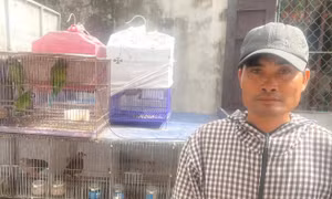 Khởi tố người đàn ông mua bán 36 con chim hoang dã ở Ninh Bình