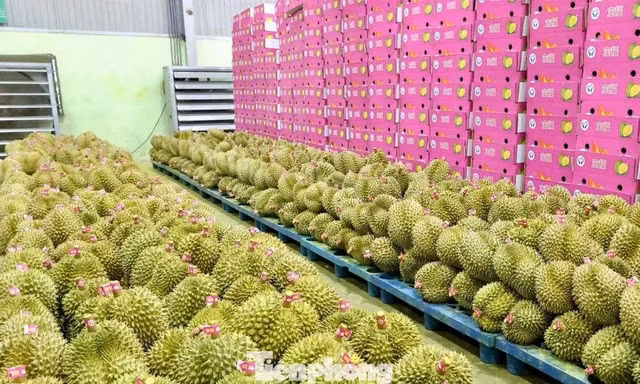 Chính phủ giao Bộ Công an xử lý nghiêm hành vi gian lận mã số vùng trồng