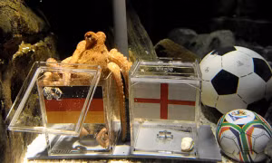 Mùa World Cup lại nhớ về Paul, chú bạch tuộc tiên tri huyền thoại 