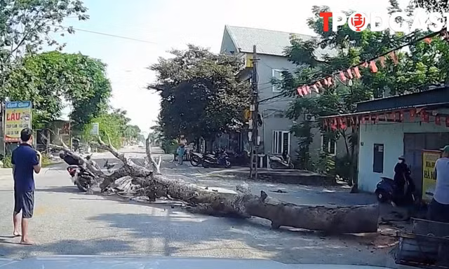 NÓNG 10/9: Vụ cưa cây đổ ra đường, đè chết người đi xe máy ở Thanh Hóa: Trách nhiệm pháp lý ra sao?