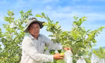 Áp dụng mô hình nông nghiệp thông minh, người dân tộc Hrê cùng nhau thoát nghèo