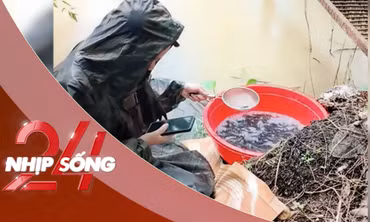 NHỊP SỐNG 24: Lạ lùng hình thức phóng sinh online