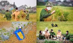 Khoảnh khắc ấm áp giữa mùa dịch: Lực lượng công an hỗ trợ bà con Bắc Giang thu hoạch lúa