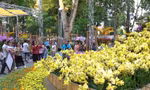 Festival Hoa lan TP. HCM lần 3 sẽ diễn ra từ ngày 16 đến 20/5 