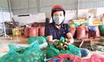 Một đại lý ở Đắk Lắk thu mua hàng trăm tấn cau tươi mỗi năm