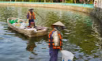 Hồ Tây ô nhiễm từng ngày, dự án nạo vét trăm tỷ 'nằm im' trên giấy suốt 6 năm