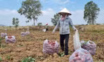 Xác minh thư kêu gọi mua khoai lang, 'giải cứu' cam sành 