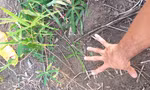 Dấu chân khổng lồ của một con voi để lại tại rẫy mì của người dân
