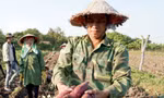 Nông dân khóc ròng vì khoai lang rớt giá thê thảm