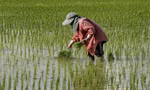 Một nông dân ở tỉnh Nakhon Sawan của Thái Lan. (Ảnh: Getty)