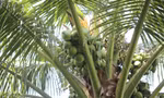 Độc lạ ‘cây dừa nhà tôi’