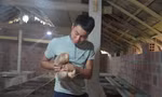 Khởi nghiệp nuôi dúi, chàng trai 9x thu lãi hàng trăm triệu đồng/năm