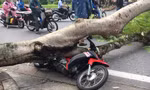 Hiện trường cây đổ 