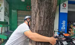 Cây sao đen vừa vòng tay ôm ở trung tâm TP Quảng Ngãi chết khô nghi bị đầu độc
