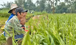 Giáp Tết, hoa chết hàng loạt, nông dân Quảng Ngãi nguy cơ trắng tay