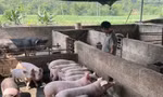 Thành phố Cao Bằng tiêu hủy gần 3 tấn lợn mắc dịch tả lợn châu Phi