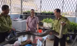 Người dân bàn giao nhiều trăn đất quý hiếm cho Kiểm lâm TPHCM