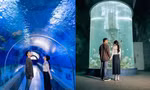 Theo chân Gen Z khám phá thủy cung Nha Trang: Huyền ảo như "Finding Nemo"!