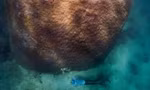 Loài san hô lớn nhất và lâu đời nhất tại rạn san hô Great Barrier.