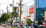 Quận 1 'giải thích' vụ đốn hạ, cắt tán loạt cây xanh