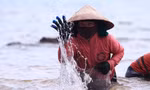 Ngụp lặn với sóng nước, kiếm nửa triệu mỗi ngày từ rong biển
