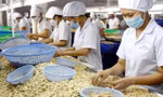 Nhập khẩu điều tăng vọt lên 2,6 tỷ USD, có gì bất thường?