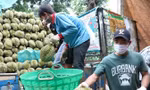 Nhiều đơn vị mạo danh mã số vùng trồng xuất khẩu sầu riêng sang Trung Quốc