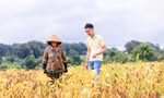Nông dân hợp tác xã đậu nành Nam Dong chuẩn bị vào vụ mới
