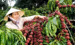 Cà phê xuất khẩu được ‘hưởng lợi’ từ EVFTA?