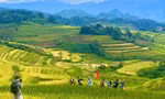 Lung linh mùa vàng trên rẻo cao Lai Châu