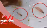 NHỊP SỐNG 24: Nhà trường lên tiếng vụ ấu trùng trong suất ăn bán trú