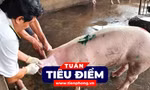 TIÊU ĐIỂM: Kết quả xác minh vụ đóng dấu kiểm dịch sai đối với heo bệnh của Công ty C.P
