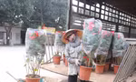 Nhọc nhằn mưu sinh tại các nhà vườn kiếm tiền sắm Tết