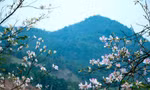 Nở rộ tour du lịch Điện Biên 
