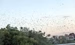 Cò về trắng trời giữa thành phố Thanh Hóa