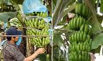 Đỡ buồng chuối nặng nên bị ngã, một người ở Úc đi kiện, được bồi thường số tiền khổng lồ