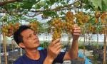 Chiêm ngưỡng vườn nho trĩu quả giữa lòng Tây Đô