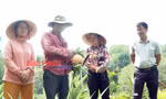 Thơm tây là quả gì mà nông dân Bình Phước cứ trồng nhiều là thu hàng trăm triệu?