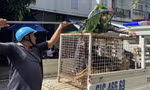 Bình Dương mạnh tay xử lý chó thả rông, phạt nguội chủ vật nuôi