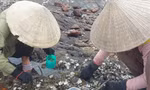 Nghề 'mổ' hàu trên vịnh Hòn La 